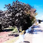 Casa de hóspedes Bianca Lamia 3*