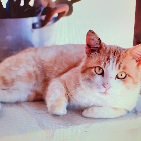 Konukevi Bianca Lamia