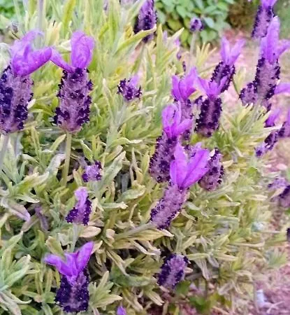 Konukevi Bianca Lamia 3*