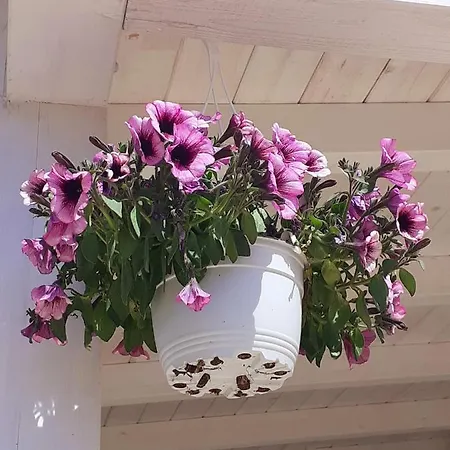 Bianca Lamia 招待所