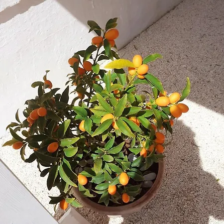 בית הארחה Bianca Lamia