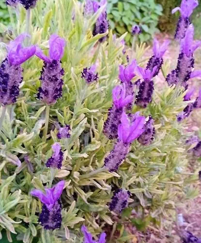 Gæstehus Bianca Lamia 3*